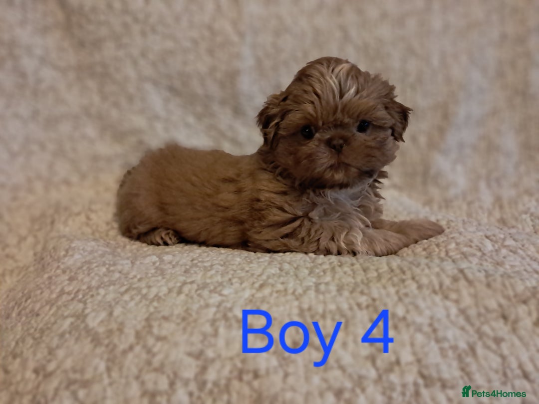 Shih Tzu dogs for sale: Pedigree Imperial Shih tzu puppies - Image 5