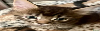 Bengal 5