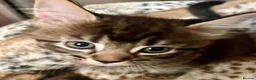 Bengal cats for sale: Bengal X Kittens With Famous Siblings!  - Advert 31