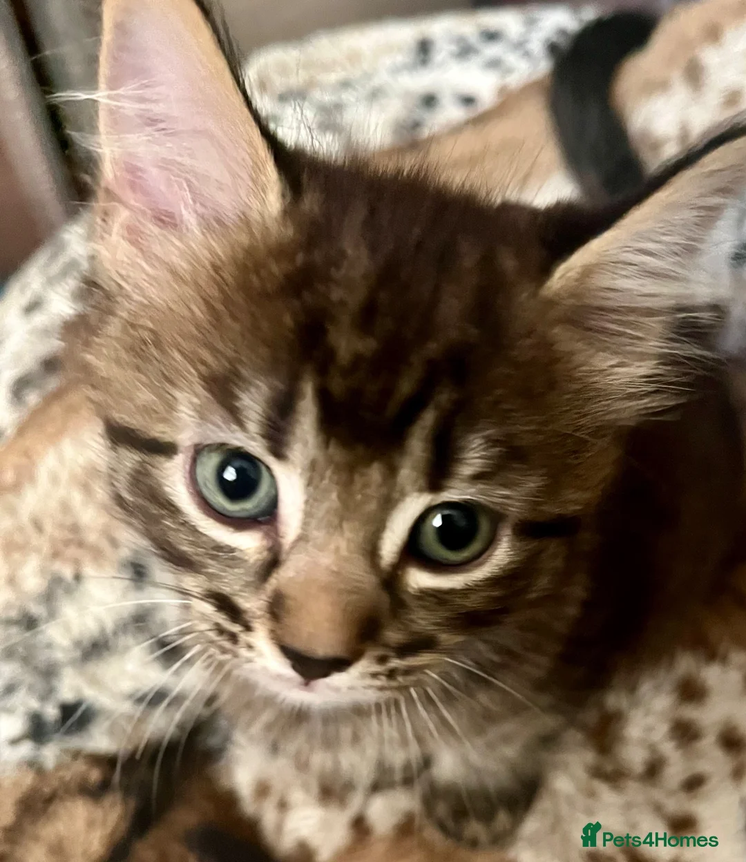 Bengal cats for sale: Bengal X Kittens With Famous Siblings!  - Advert 31