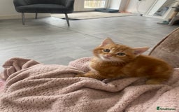 Mixed Breed cats for sale: Cutest kittens  - Image 2