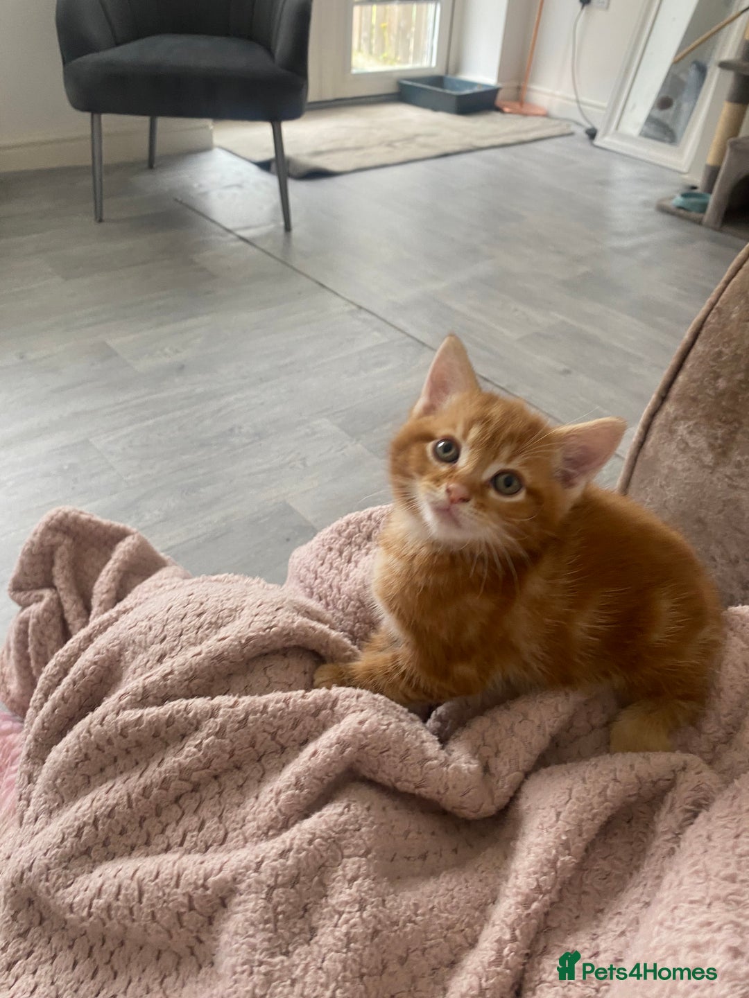 Mixed Breed cats for sale: Cutest kittens  - Image 2