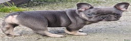 French Bulldog dogs for stud: Mayan, Rfg, bva, Silver health tested Lilac tan in Sheffield - Advert 37