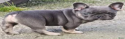 French Bulldog dogs for stud: Mayan, Rfg, bva, Silver health tested Lilac tan in Sheffield - Advert 37