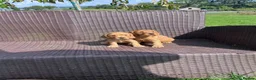 Cocker Spaniel dogs for sale: Cocker spaniel pups  in Enniskillen - Advert 5