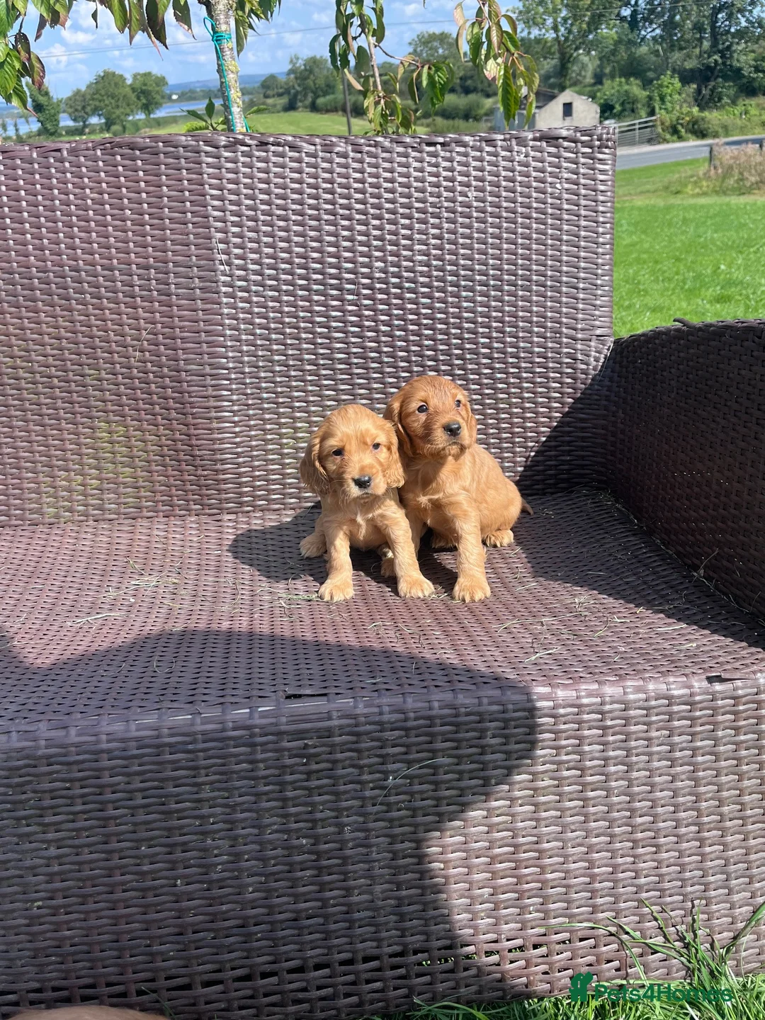 Cocker Spaniel dogs for sale: Cocker spaniel pups  in Enniskillen - Advert 5