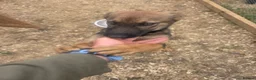 Belgian Shepherd Dog dogs for sale: Belgian malinois in Mansfield - Advert 5