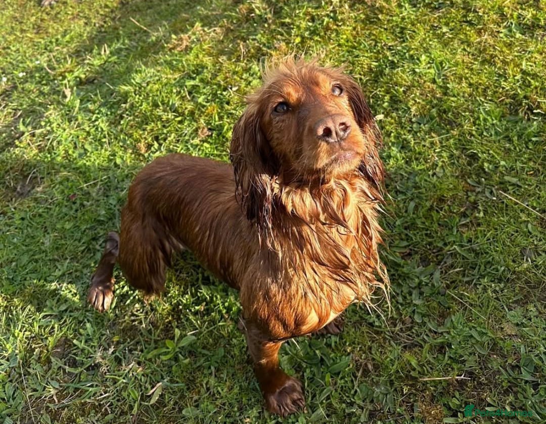 Cocker Spaniel dogs for sale: Gorgeous working cocker spaniels  - Image 9