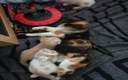 Mixed Breed cats for sale: 2 male kittens  - Image 2