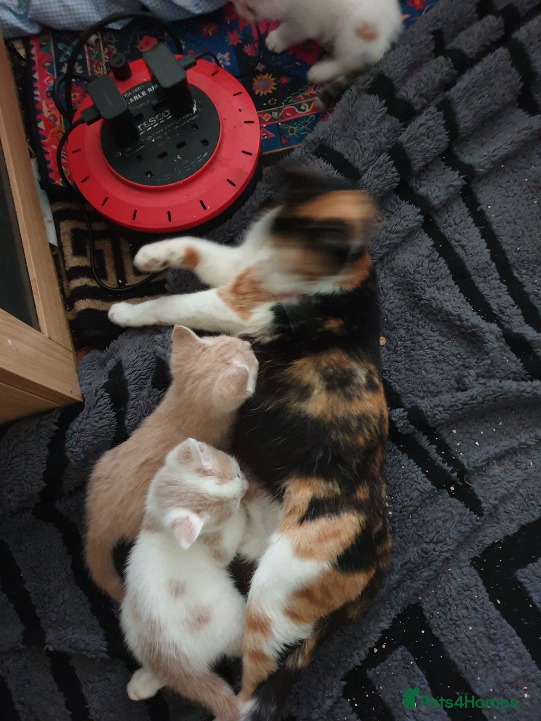 Mixed Breed cats for sale: 2 male kittens  - Image 2
