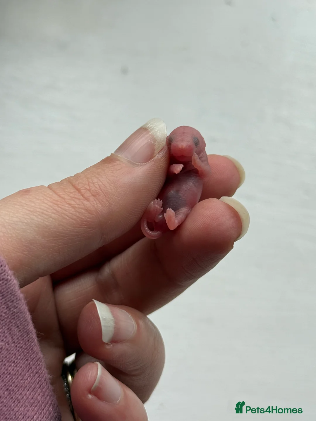 Mouse rodents for sale: Baby mice ( not ready )  - Advert 1