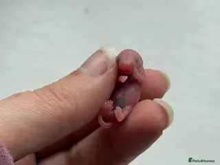 Mouse rodents Baby mice ( not ready ) - Advert 1