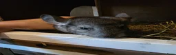 Chinchilla rodents for sale: Cutest baby chinchillas!  - Advert 9