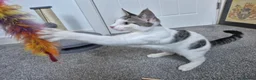 Mixed Breed cats for sale: 4m/o male foster for new home  - Advert 6