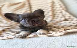 French Bulldog dogs for sale: Beautiful litter off French bulldog puppies  - Image 23