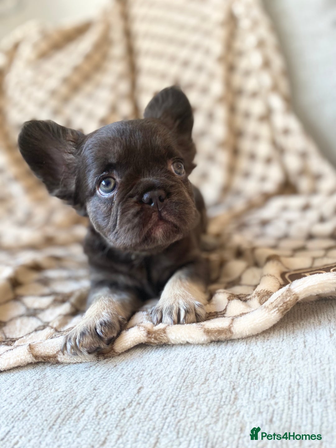 French Bulldog dogs for sale: Beautiful litter off French bulldog puppies  - Image 23