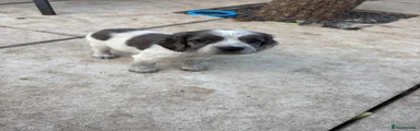 Sprocker 3