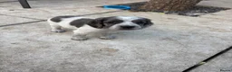 Sprocker dogs for sale: Sprocker puppies  - Advert 3