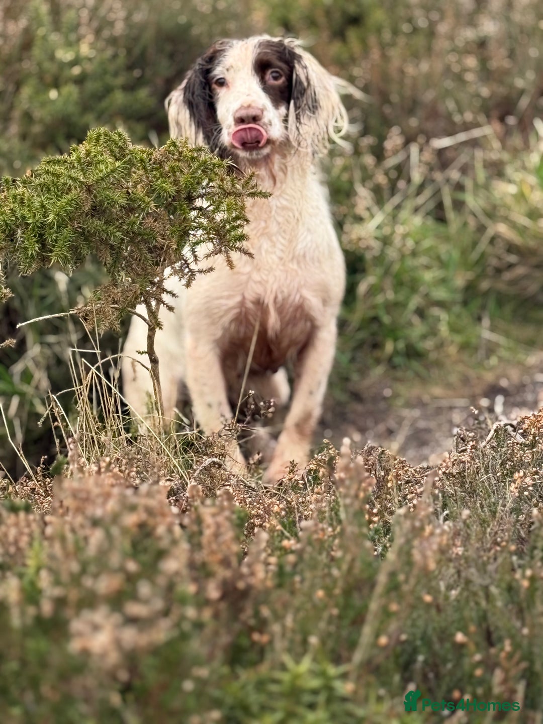English Springer Spaniel dogs for sale: Hardest Decision Brother and Sister  - Advert 1