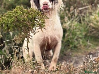 English Springer Spaniel dogs Hardest Decision Brother and Sister - Advert 3
