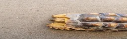 Tortoise reptiles for sale: Sulcata tortoise female  in Hastings - Advert 4