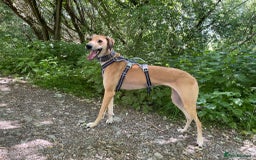 Mixed Breed dogs for sale: Beautiful saluki x greyhound for adoption - Image 4