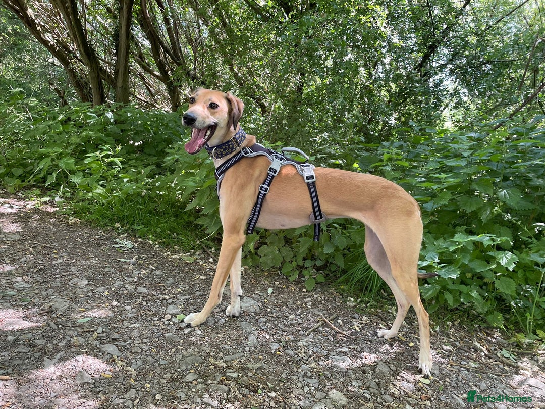 Mixed Breed dogs for sale: Beautiful saluki x greyhound for adoption - Image 4