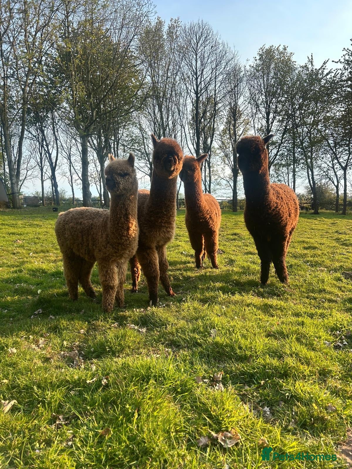 Alpaca livestock 4 female alpacas looking for good home together  - Advert 17