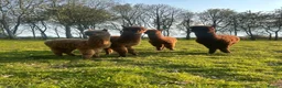Alpaca livestock for sale: 4 female alpacas looking for good home together  in Norwich - Advert 1