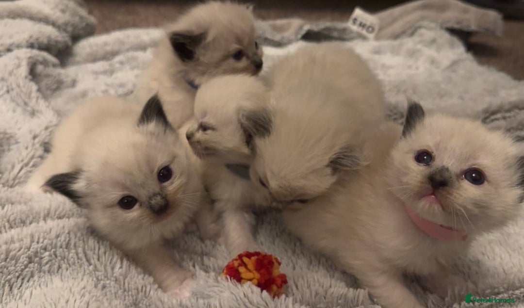 Ragdoll cats for sale: Dreamy Purebred Ragdoll Kittens - Advert 4