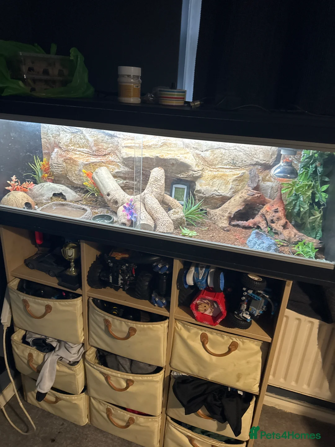 Gecko reptiles for sale: Leopard gecko in Liss - Advert 1