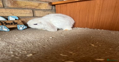 Mini Lop rabbits - Advert 7