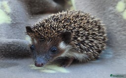 Pygmy Hedgehog rodents for sale: African Pygmy Hedgehog Hoglets  - Image 12