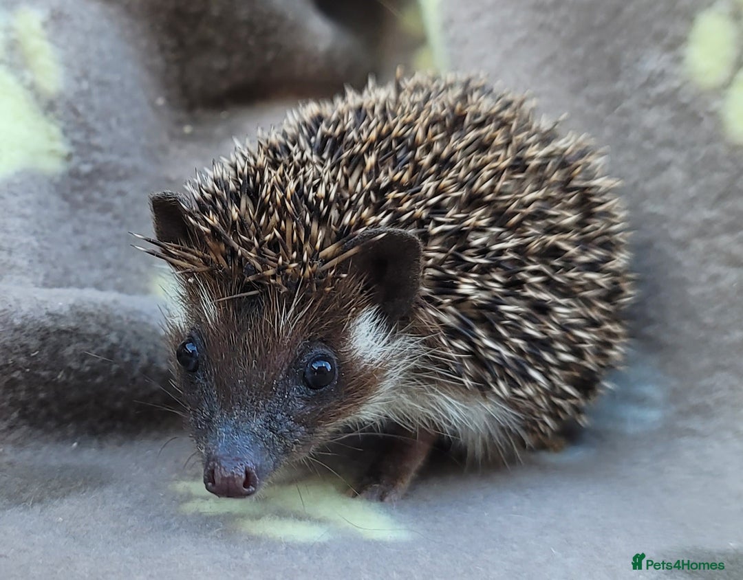 Pygmy Hedgehog rodents for sale: African Pygmy Hedgehog Hoglets  - Image 12