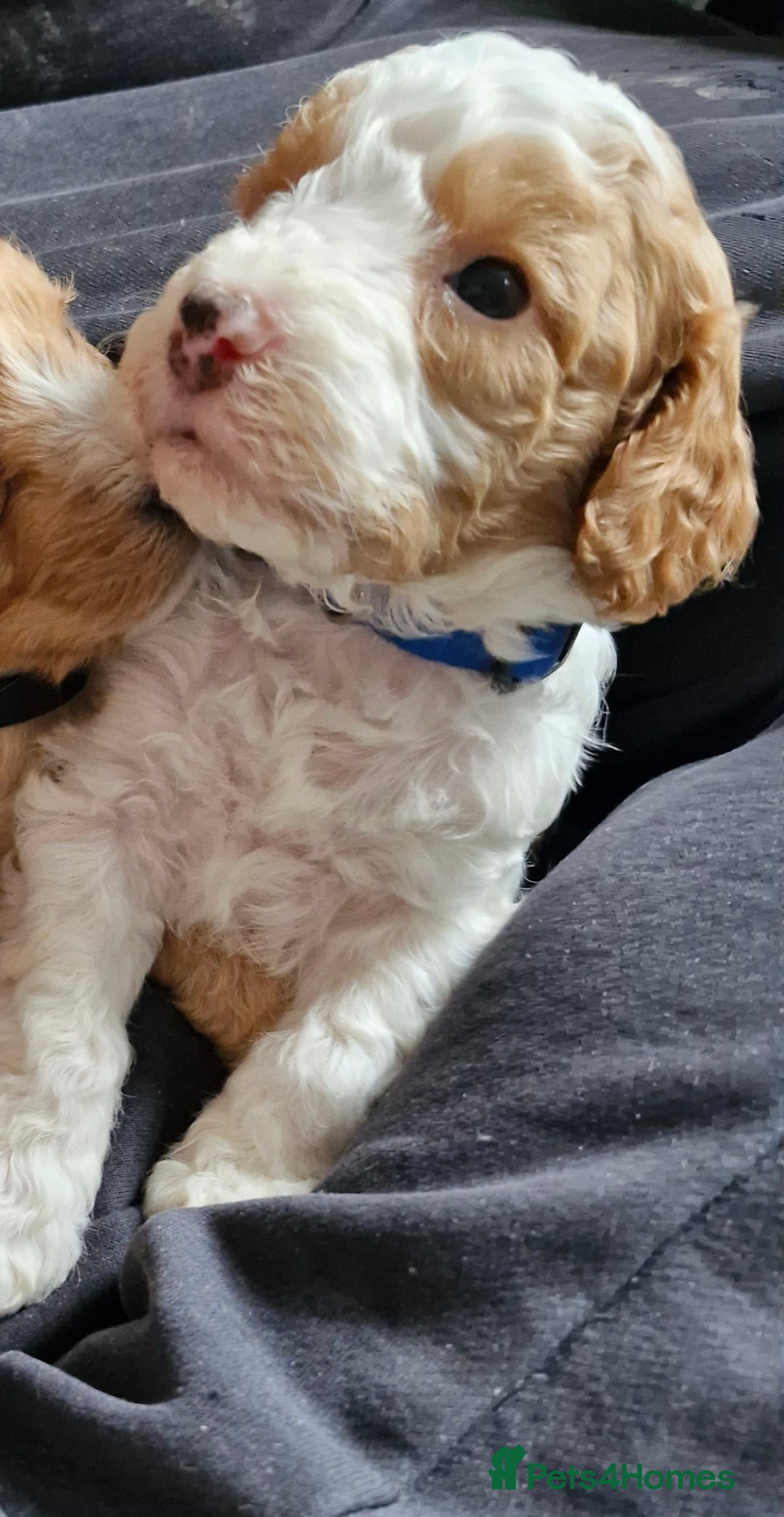 Cockapoo dogs for sale: F1 COCKERPOO PUPPIES FOR SALE  - Image 4