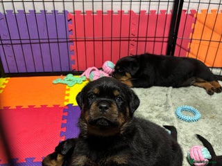 Rottweiler dogs Top Quality KC Health Tested Rottweiler Puppies - Advert 4