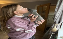 Italian Greyhound dogs for sale: 🐾kc registered Italian greyhound puppies 🐾 - Image 20