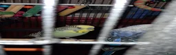 Budgerigars birds for sale: Cage & 4 budgies - Advert 7