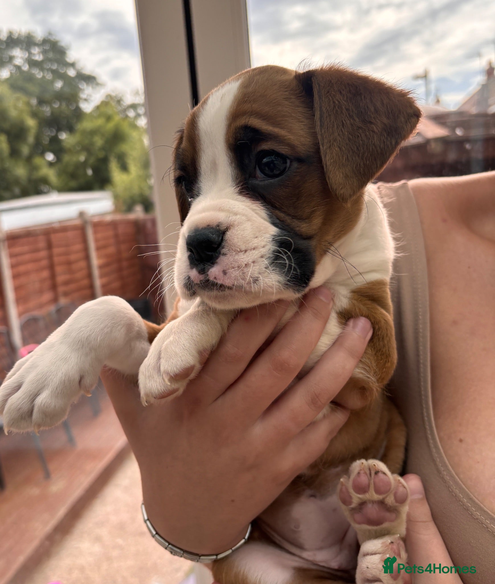 Boxer dogs Female Boxer Puppy - Advert 2