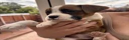 Boxer dogs for sale: Female Boxer Puppy - Advert 1