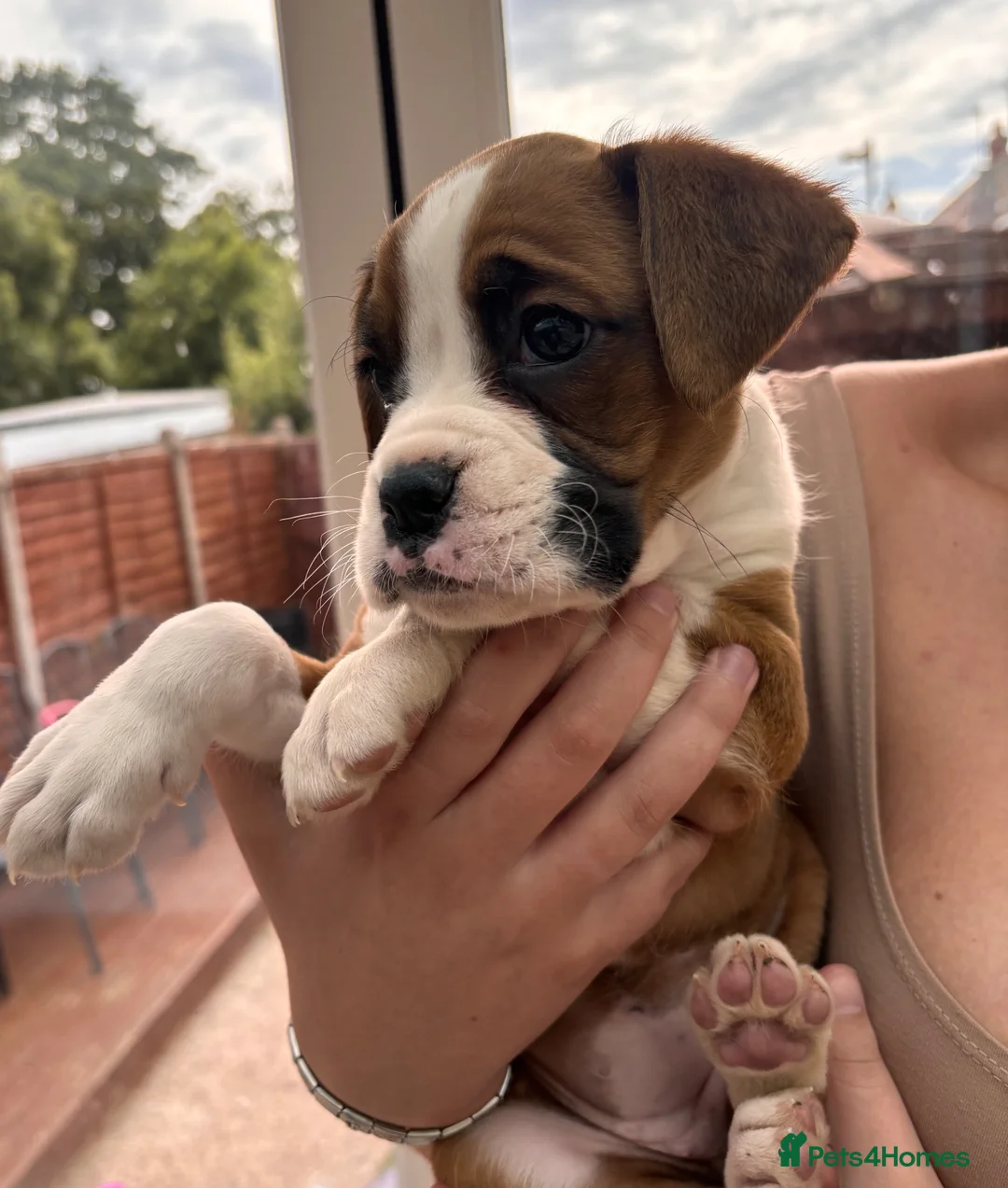 Boxer dogs for sale: Female Boxer Puppy - Advert 1