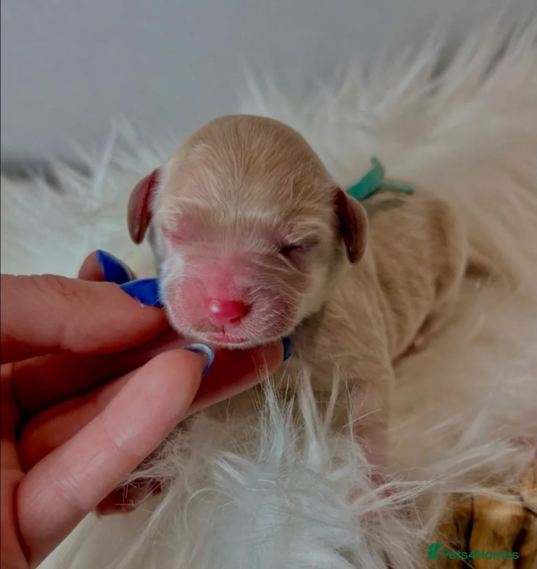 Cockapoo dogs for sale: Cockapoo puppies for sale - Advert 21