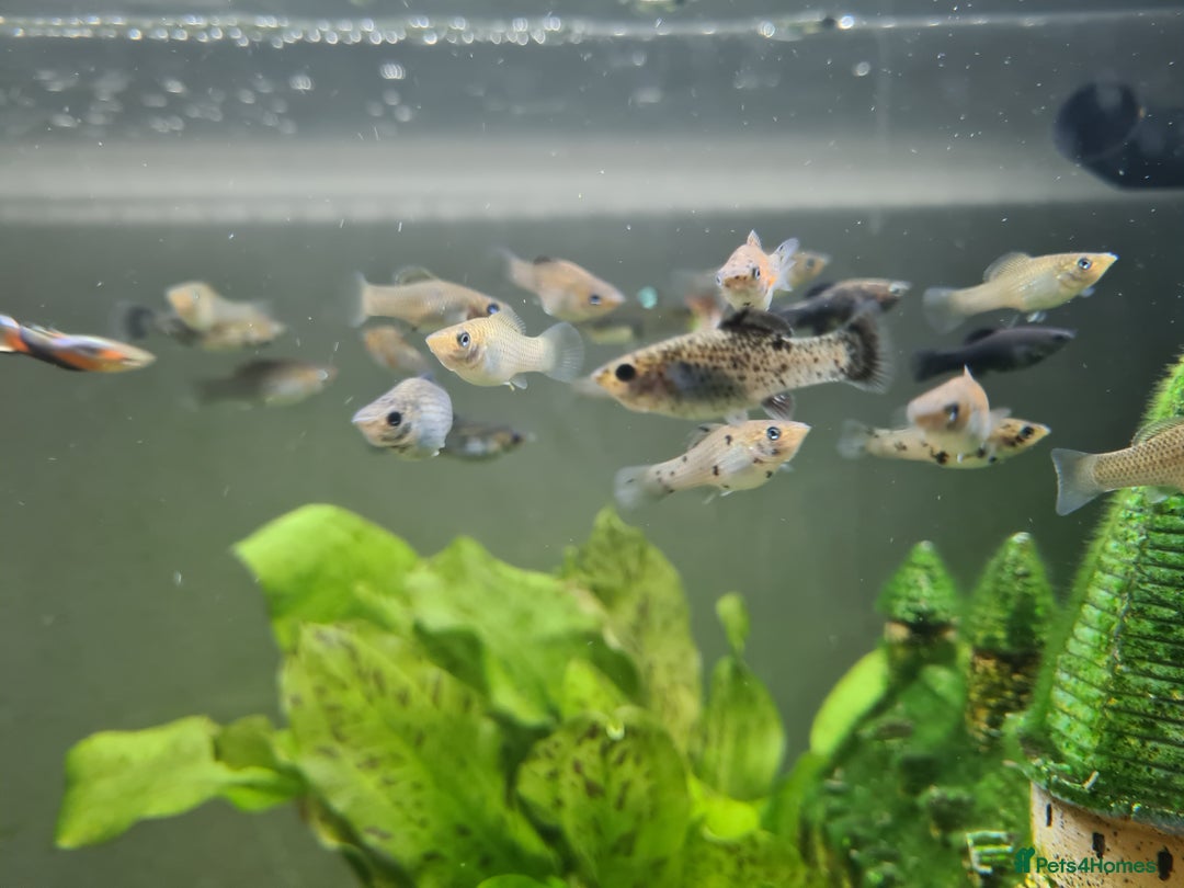 Mollies fish for sale: Mixed variety of Mollies  - Image 4