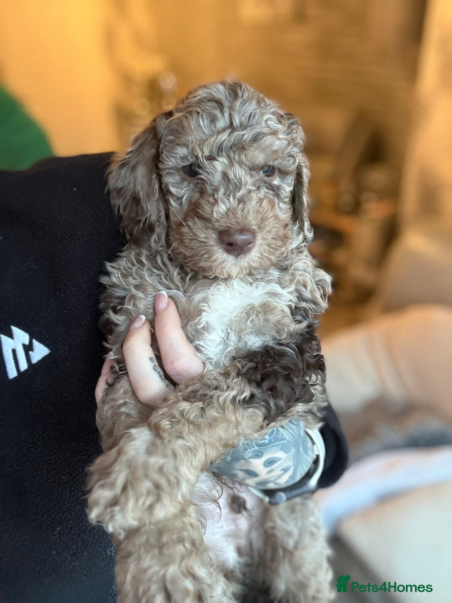 Cockapoo dogs Stunning F1b Merle cockapoos  - Advert 4