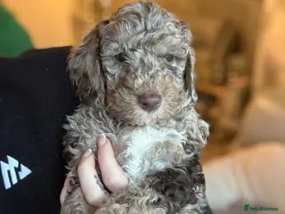Cockapoo dogs Stunning F1b Merle cockapoos - Advert 4