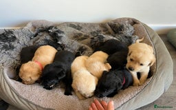 Labrador Retriever dogs for sale: Health tested kc reg puppies  - Image 12