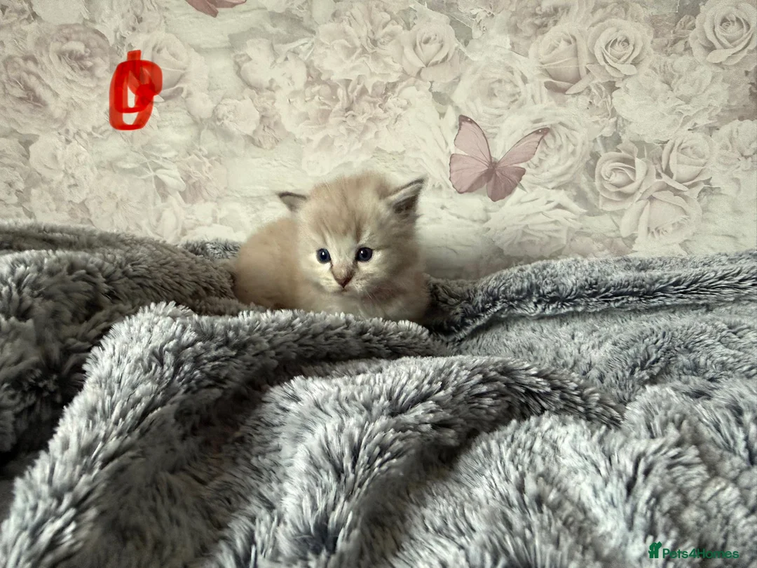 Ragdoll cats for sale: 🌟RAGDOLL KITTENS 🌟 - Advert 13