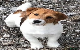 Jack Russell dogs for sale: Pedigree Jack Russell Terriers - Image 2