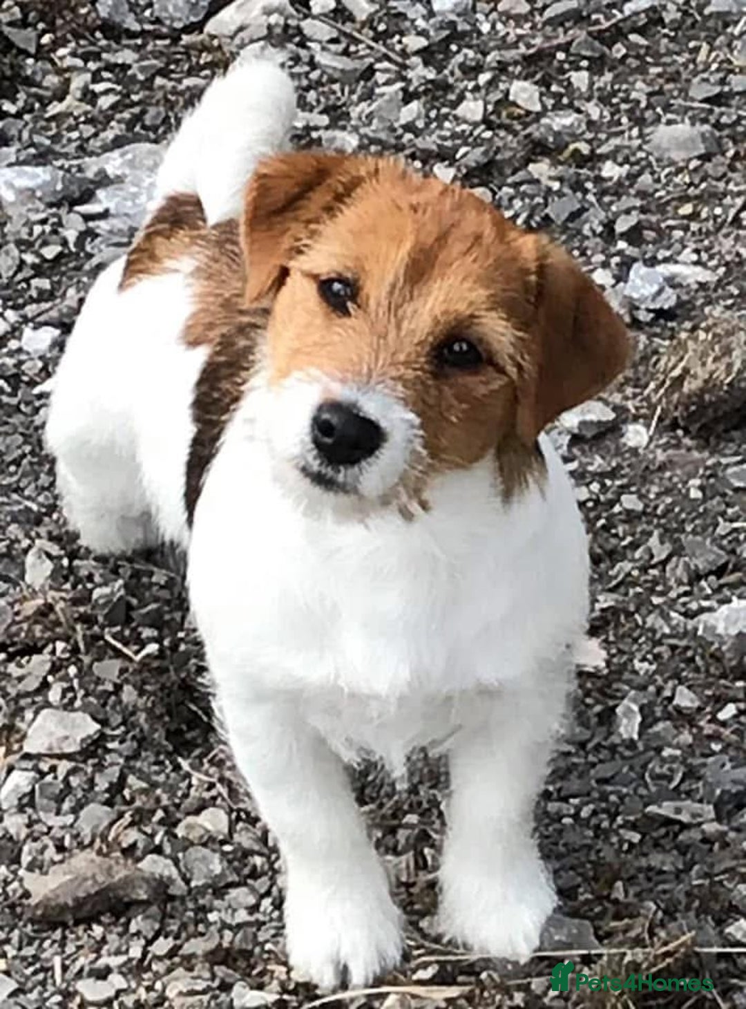 Jack Russell dogs for sale: Pedigree Jack Russell Terriers - Image 2