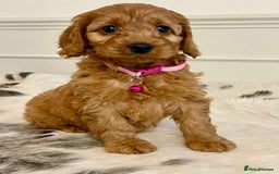 Cockapoo dogs for sale: Adorable F1 Cockapoo Puppies  - Image 9